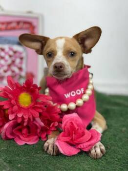 Pixie-One of our Amazing Rescue Dogs -  Chihuahua and Italian Greyhound Dog for Adoption in Carlsbad, California - Pixie-One Of Our Amazing Rescue Dogs | PetCurious