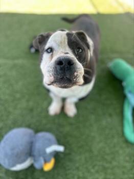 English Bulldog and Mixed Breed Dogs Available for Adoption in Chula Vista, California - SNOOTY | PetCurious