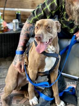 Rescue Pit Bull Terrier Dogs for Adoption in Brewster, New York - Junior | PetCurious