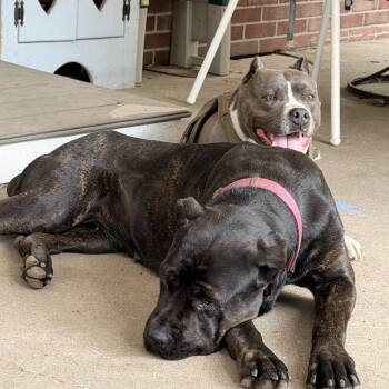 Zara (formerly Bree) -  Cane Corso Dog for Adoption in Manchester, Pennsylvania - Zara (formerly Bree) | PetCurious