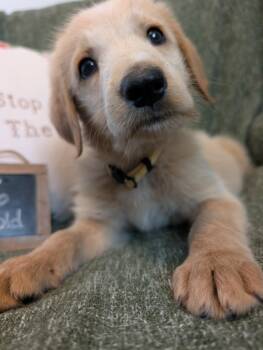 Anchor -  Golden Retriever Dog for Adoption in Kiowa, Oklahoma - Anchor | PetCurious