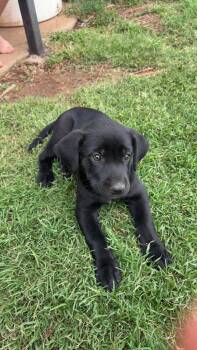 SPONSOR OR FOSTER ME - Leila -  Labrador Retriever Dog for Adoption in Grafton, Wisconsin - SPONSOR OR FOSTER ME - Leila | PetCurious
