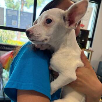 Terrier Dogs Available for Adoption - Tofu -City Of Industry Location*Avail 3/28* | PetCurious