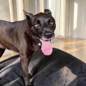 Oreo -  Chow Chow Dog for Adoption in Austin, Texas - Oreo | PetCurious
