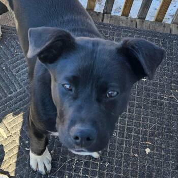 Mixed Breed Dogs Available for Adoption - Archie (Available After 2/23) | PetCurious