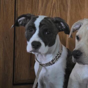 Glory -  Hound and Mixed Breed Dog for Adoption in Grinnell, Iowa - Glory | PetCurious