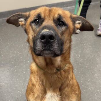 Shepherd Dogs Available for Adoption - Hugo | PetCurious