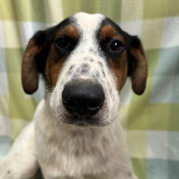 Gavin -  Australian Cattle Dog Blue Heeler and Mixed Breed Dog Available for Adoption in West Point, Mississippi - Gavin | PetCurious