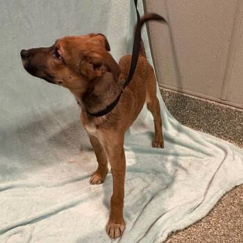 IVHS-Stray-142857 -  Shepherd Dog for Adoption in San Gabriel, California - IVHS-Stray-142857 | PetCurious
