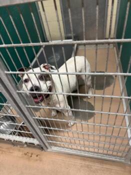 FIONA -  Pit Bull Terrier and Mixed Breed Dog for Adoption in Texas City, Texas - FIONA | PetCurious