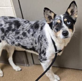 Rescue Australian Cattle Dog Blue Heeler and Mixed Breed Dogs for Adoption in Apple Valley, California - Frieren | PetCurious
