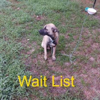 Toasty -  Mixed Breed Dog for Adoption in Livingston, Texas - Toasty | PetCurious