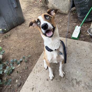 Rescue Australian Cattle Dog Blue Heeler Dogs for Adoption in Fresno, California - Sonata | PetCurious