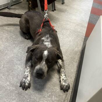 Mixed Breed Dogs Available for Adoption in Philadelphia, Pennsylvania - Chunk | PetCurious