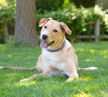 Socks -  Labrador Retriever and Collie Dog for Adoption in New Washoe City, Nevada - Socks | PetCurious