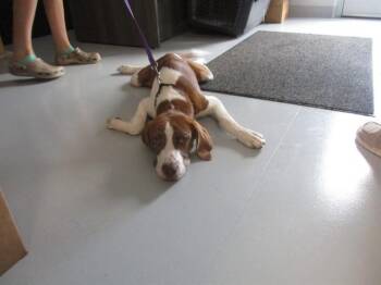 BOONE -  Foxhound and Plott Hound Dog for Adoption in Ocala, Florida - BOONE | PetCurious
