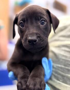 Briggs (Bx11) -  Labrador Retriever and Golden Retriever Dog for Adoption in Hartsville, South Carolina - Briggs (Bx11) | PetCurious
