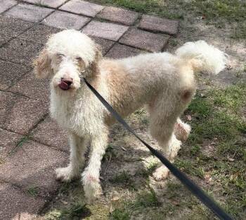 Maggie Mae -  Golden Retriever and Standard Poodle Dog for Adoption in Grand Bay, Alabama - Maggie Mae | PetCurious