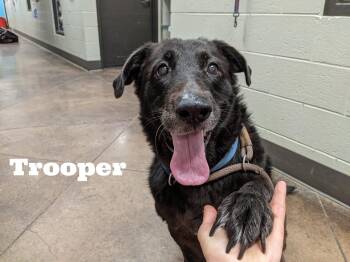 Rescue Mixed Breed Dogs for Adoption in Watertown, Wisconsin - Trooper 2 | PetCurious