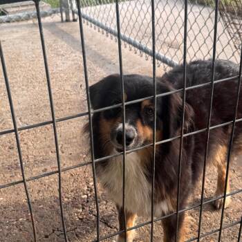 Pizzaz -  Australian Shepherd Dog for Adoption in Anahuac, Texas - Pizzaz | PetCurious