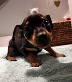 Rescue Miniature Pinscher Dogs for Adoption in Brownstown, Indiana - Kayce | PetCurious