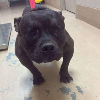 Mixed Breed Dogs Available for Adoption in Gadsden, Alabama - Radu | PetCurious