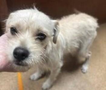 Jack -  Terrier Dog for Adoption in Dallas, Texas - Jack | PetCurious