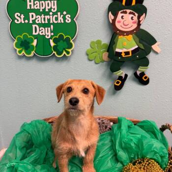 Terrier Dogs Available for Adoption - Reggie | PetCurious