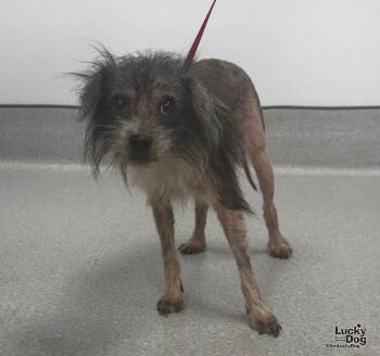 Patchy -  Schnauzer Dog for Adoption in Washington, District Of Columbia - Patchy | PetCurious