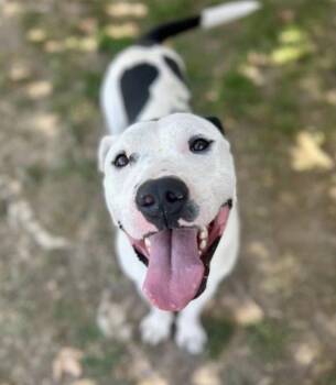 Chance -  Pit Bull Terrier Dog for Adoption in Seattle, Washington - Chance | PetCurious