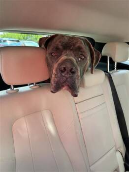 APPOLOS -  Cane Corso Dog for Adoption in San Antonio, Texas - APPOLOS | PetCurious