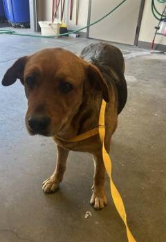 German Shepherd Dog and Labrador Retriever Dogs Available for Adoption - MOLLY | PetCurious