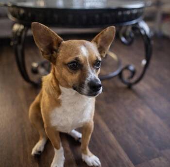 Chiweenie Dogs Available for Adoption - KRISTOPHER | PetCurious