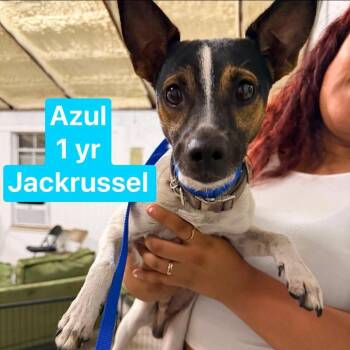 Azul -  Jack Russell Terrier Dog for Adoption in Tampa, Florida - Azul | PetCurious