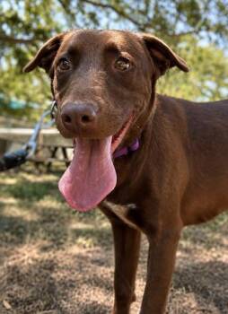 Dolly -  Labrador Retriever and Mixed Breed Dog for Adoption in San Antonio, Texas - Dolly | PetCurious