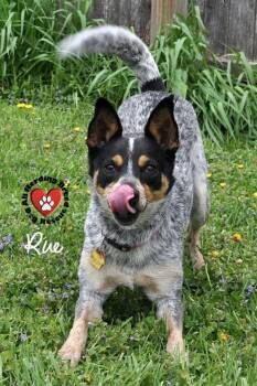 Australian Cattle Dog Blue Heeler Dogs Available for Adoption in Joliet, Illinois - Rue | PetCurious