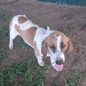 Fred -  Basset Hound and Labrador Retriever Dog for Adoption in Hackett, Arkansas - Fred | PetCurious