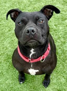 CORAL -  Staffordshire Bull Terrier and Mixed Breed Dog for Adoption in Sarasota, Florida - CORAL | PetCurious