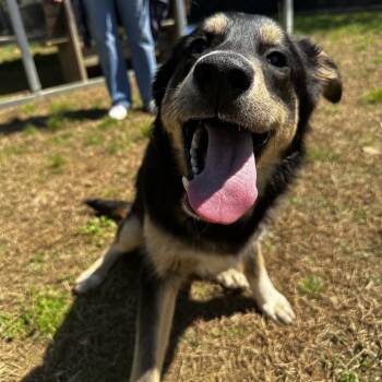Shepherd Dogs Available for Adoption in Blue Ridge, Georgia - Cappuccino | PetCurious