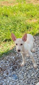 Gordon -  Mixed Breed Dog for Adoption in Lexington, Kentucky - Gordon | PetCurious