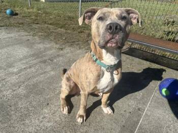 Pit Bull Terrier and Mixed Breed Dogs Available for Adoption in Mckinleyville, California - SANDSTORM | PetCurious