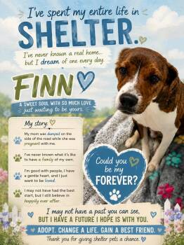 Finn -  Chihuahua and Terrier Dog for Adoption in Walker, Louisiana - Finn | PetCurious