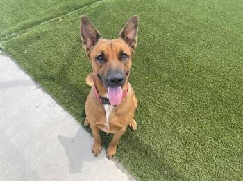PHARAOH -  Belgian Shepherd Malinois Dog for Adoption in Auburn, California - PHARAOH | PetCurious
