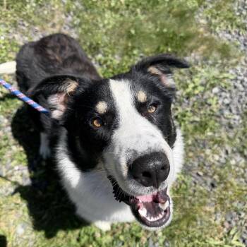 Murphy -  Border Collie and Mixed Breed Dog for Adoption in Falls Church, Virginia - Murphy | PetCurious