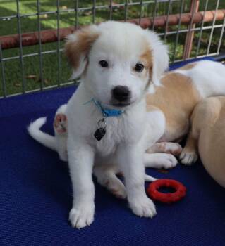 Paulette -  Great Pyrenees Dog for Adoption in Fort Worth, Texas - Paulette | PetCurious