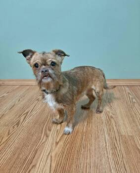Brussels Griffon Dogs Available for Adoption in Fairmont, West Virginia - Ollie | PetCurious