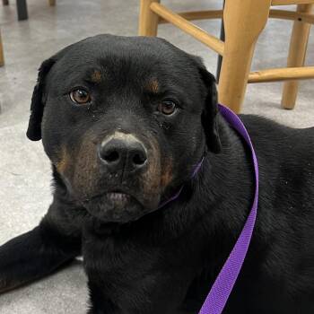 Rottweiler Dogs Available for Adoption - Strawberry | PetCurious
