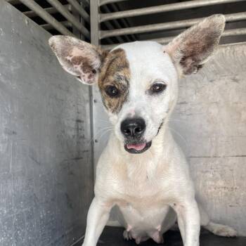 Abigail -  Mixed Breed Dog for Adoption in Edinburg, Texas - Abigail | PetCurious