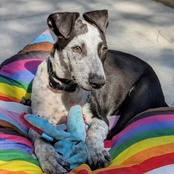 Bumpy -  Labrador Retriever and Pointer Dog for Adoption in San Diego, California - Bumpy | PetCurious