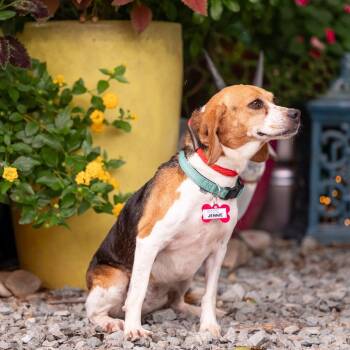 Jennie -  Beagle Dog for Adoption in Wake Forest, North Carolina - Jennie | PetCurious